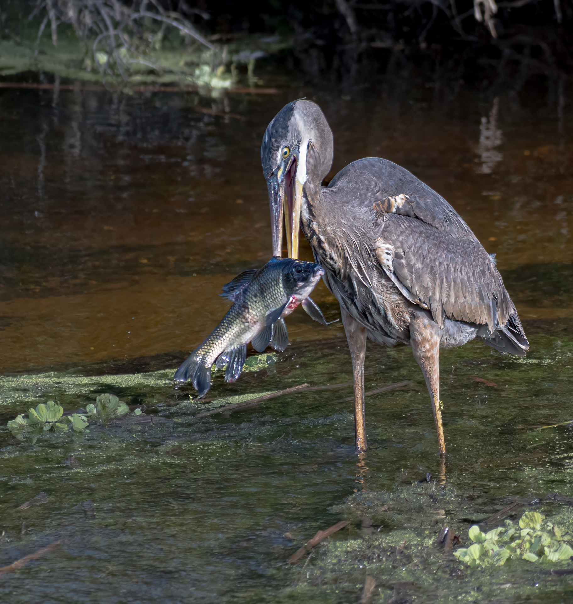 3rd PrizeOpen Nature In Class 3 By Douglas Strande For Jackpot OCT-2025.jpg